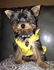 Wanted:  4 month old yorkie pictures-photo-2.jpg