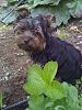 Wanted:  4 month old yorkie pictures-2.jpg