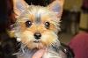 Wanted:  4 month old yorkie pictures-yoshi-4mon.jpg