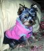 Wanted:  4 month old yorkie pictures-laceyhoodieavatar.jpg