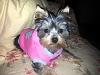 Wanted:  4 month old yorkie pictures-lacey7.jpg