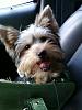 Wanted:  4 month old yorkie pictures-4896_1095320463450_2142651_n.jpg