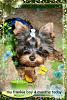 Wanted:  4 month old yorkie pictures-1360116693307371824.jpg