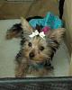 Wanted:  4 month old yorkie pictures-temp.jpg