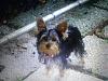 Wanted:  4 month old yorkie pictures-1013121211.jpg