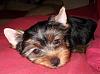 Wanted:  4 month old yorkie pictures-dscn1089.jpg