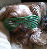 my kool dude....-small-shutter-shades.png