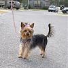 post pics of doggies with no clipped tail?-bella-briarcliffe.jpg