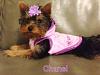 My little girl Chanel :)-photo-12.jpg