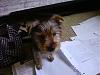 Clyde as a Puppy-cyde-homework-.jpg
