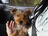 Clyde as a Puppy-puppy-clyde-riding-car-.jpeg