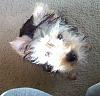 Clyde as a Puppy-cutie-patootie.jpg
