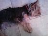 Clyde as a Puppy-clyde-sleeping-pup.jpg