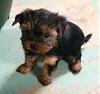 Introducing Prima!-prima-7wks-3.jpg