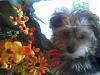 Wanted:  4 month old yorkie pictures-finnegan-flowers-small.jpg