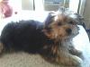 Wanted:  4 month old yorkie pictures-finnegan-head-up-table-small.jpg