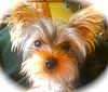 Wanted: to see pictures of your yorkie at 5 months-rsz_1rsz_2image.jpg