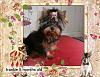 Wanted: to see pictures of your yorkie at 5 months-1362462128622271953.jpg