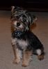 Wanted: to see pictures of your yorkie at 5 months-image.jpg