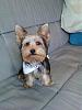 Wanted: to see pictures of your yorkie at 5 months-6450_1098752669253_2797113_n.jpg