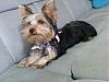 Wanted: to see pictures of your yorkie at 5 months-6450_1098752789256_7515191_n.jpg