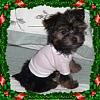 Wanted:  4 month old yorkie pictures-sophieytchristmas-a2.jpg