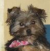 Wanted:  4 month old yorkie pictures-sophieface.jpg