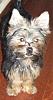 Wanted: to see pictures of your yorkie at 5 months-sophie-ava.jpg