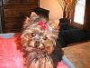 Does anyone have pictures of their yorkie puppies throughout the 1st year!!-pict0009.jpg