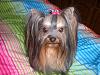 Does anyone have pictures of their yorkie puppies throughout the 1st year!!-cimg7742.jpg