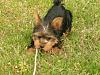 Does anyone have pictures of their yorkie puppies throughout the 1st year!!-14-weeks-old.jpg