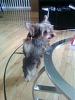 Does anyone have pictures of their yorkie puppies throughout the 1st year!!-6-months-old...already-coffee-table-thief..jpg