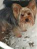 Does anyone have pictures of their yorkie puppies throughout the 1st year!!-almost-10-months-old.jpg