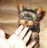 Does anyone have pictures of their yorkie puppies throughout the 1st year!!-kyra6.jpg