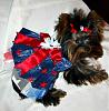 Does anyone have pictures of their yorkie puppies throughout the 1st year!!-img_0026-1.jpg