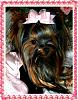 Does anyone have pictures of their yorkie puppies throughout the 1st year!!-img_0073-copy.jpg