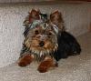 Does anyone have pictures of their yorkie puppies throughout the 1st year!!-user42200_pic47800_1237745502.jpg
