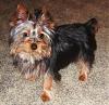 Does anyone have pictures of their yorkie puppies throughout the 1st year!!-user42200_pic47598_1237627453.jpg