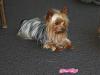 Does anyone have pictures of their yorkie puppies throughout the 1st year!!-img_0078.jpg