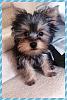 Did your Yorkie look similar to Bentley at 4 months??-photo.jpg