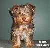 Did your Yorkie look similar to Bentley at 4 months??-1kk9y-1bj-1.jpg