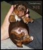 Does anyone have pictures of their yorkie puppies throughout the 1st year!!-chocolate-boy-10-1-11-2.jpg