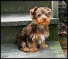 Does anyone have pictures of their yorkie puppies throughout the 1st year!!-1kk9y-1bf-1.jpg