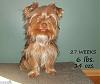 Does anyone have pictures of their yorkie puppies throughout the 1st year!!-1kk9y-1cq-1.jpg
