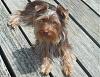 Does anyone have pictures of their yorkie puppies throughout the 1st year!!-1kk9y-1ct-1.jpg