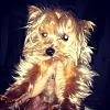 Share pics of Your "Hot Mess" Yorkies.-image.jpg