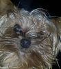 Share pics of Your "Hot Mess" Yorkies.-rosiebathesruby.jpg