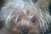 Share pics of Your "Hot Mess" Yorkies.-badhairdayruby2.jpg