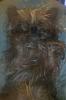 Share pics of Your "Hot Mess" Yorkies.-badhairdayruby.jpg