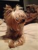 Share pics of Your "Hot Mess" Yorkies.-bedhead1.jpg